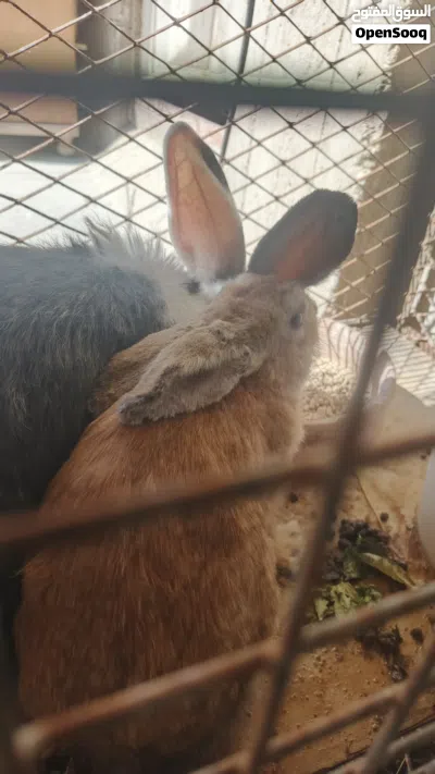 7 ارانب للبيع 4 عمر شهر و نص و جوز شغالين و ذكر جاهز للزواج 3