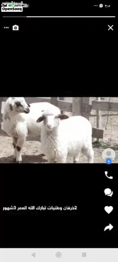 زوز خرفان الله يبارك ماشاء الله ناشطات 2