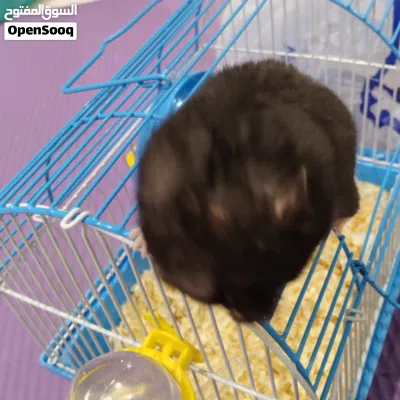 هامستر سوري انثى للبيع بكامل اغراضها 3