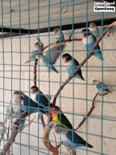 ,طيور فيشر 4