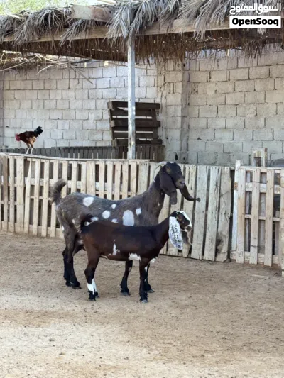 عنز هجين قبرصي 3