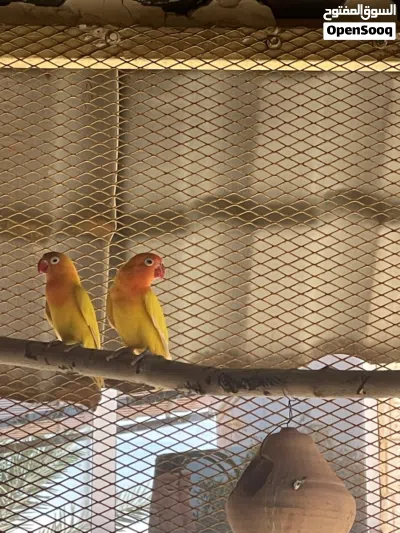 كوبيه فيشر لاتينو دكر عين حمره والنتايه لا ((((ونتايه بروسناتا وفيّه فيديو واضح اكتر 2