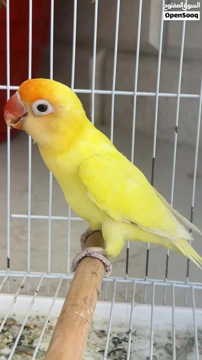 انثى فيشر بار بلو اينو 4