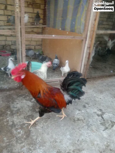 undefined 4