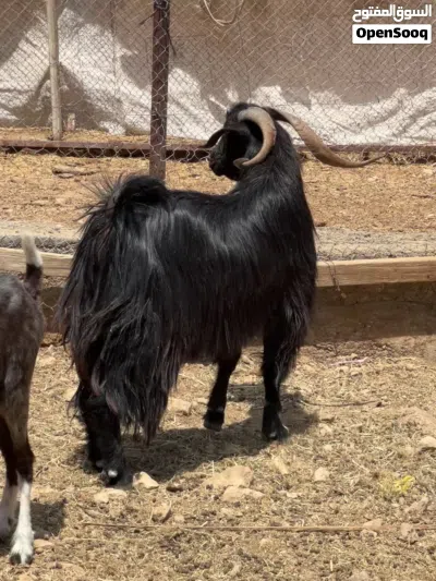 للبيع تيس عماني اسود ماشاء الله مد وشور وفول سمنه 4