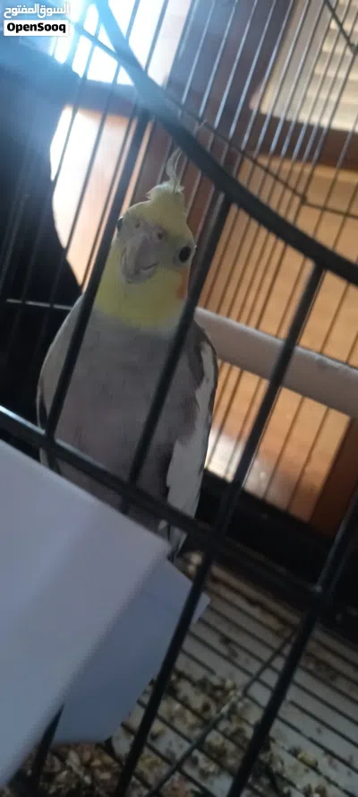 بسم الله عفوره 2