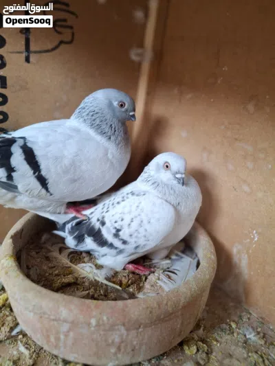 حمام للبيع نوريات صفر ونوريات بواز شغالات وتحتهم بيض 3