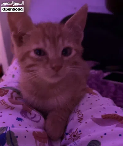 4 Month Old Orange Kitten For Sale 2