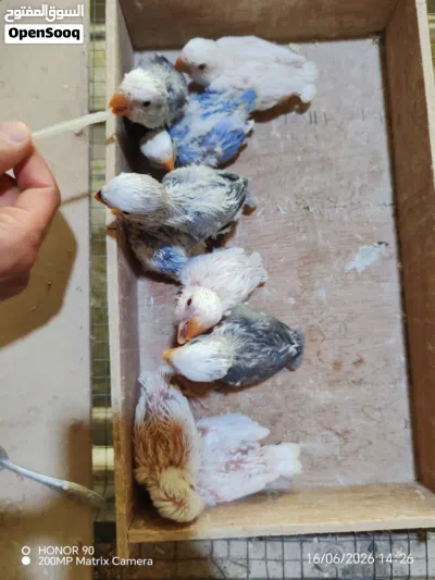فراخ روز للزق اليدوي 3