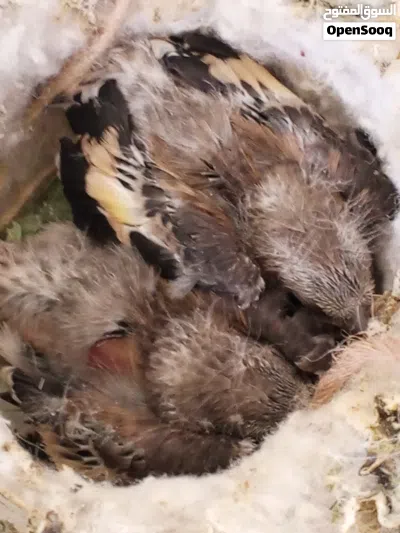 فراخ حسون قبل وبعد الفطام بحالة ممتلزة 4