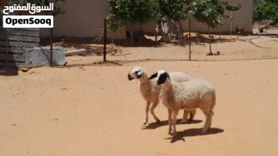 2فطايم وطنيات خوات توميات مشالله ناشطات وسليمات عمرهم ف 5شهور متع تربيه ربي يبارك..... 3