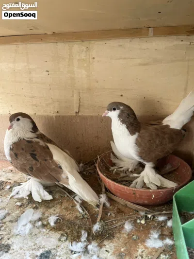 حمام زينه للبيع بلجيكي وشيرازي ومفتل 2