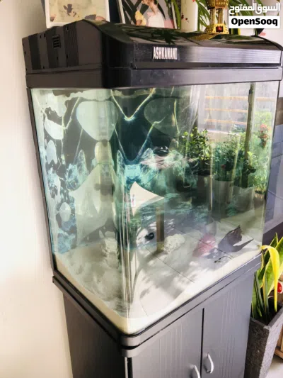 Aquarium 60x60x40cms 3