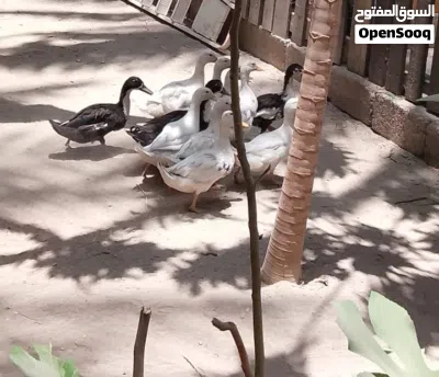 بط محلي متوسط 2