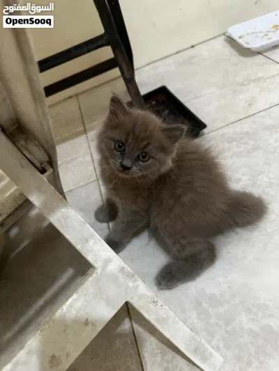 قطط سكوتش فولد وستريت 4