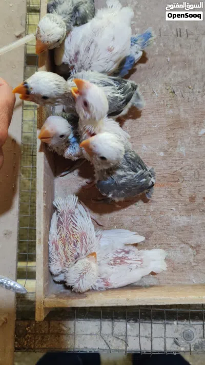 فراخ روز للزق اليدوي 2