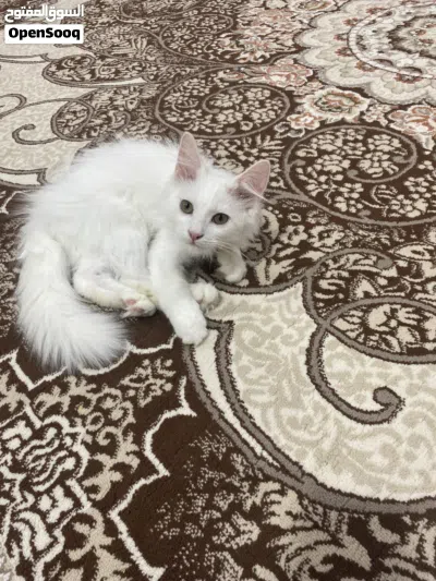 قط شيرازي من أصل 2
