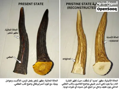قرن غزال أحمر (Red Deer antler) 4