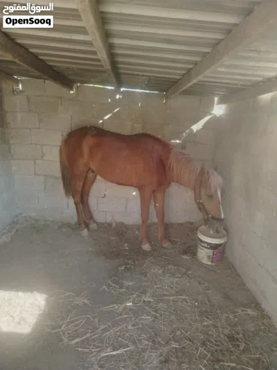 خيل بسم الله عليه 2