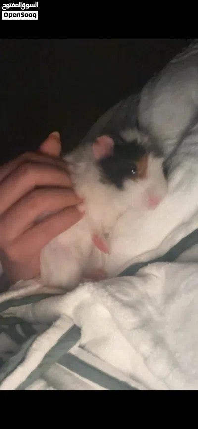 غيني بق Pig Quinea 3