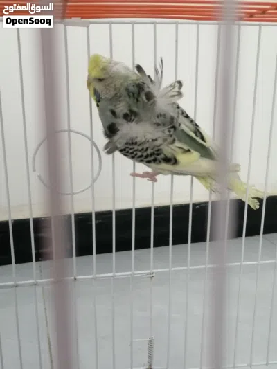 طيور حب نثية هاجرمو شكري برصاصي 2