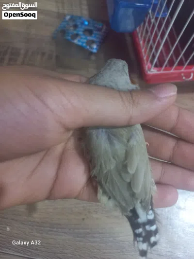 زوج فناجس جامبو 4