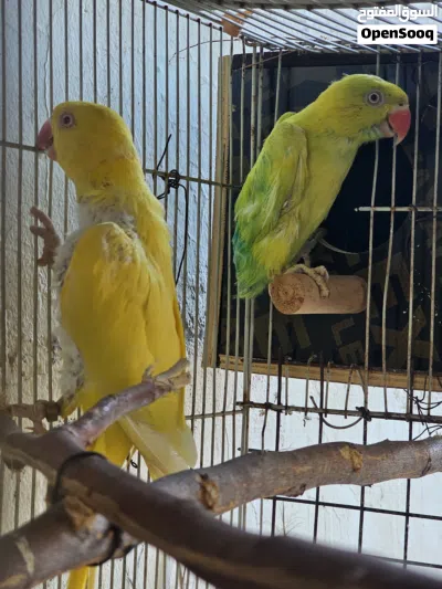 دره للبيع لون اصفر ذكر وانثى مازوت تركيبه جديده الانثى متبهدل شوي ضاربنها ذكر نيبالي معذبنها والذكر 3