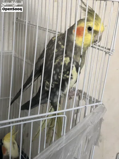 طيور للبيع 3