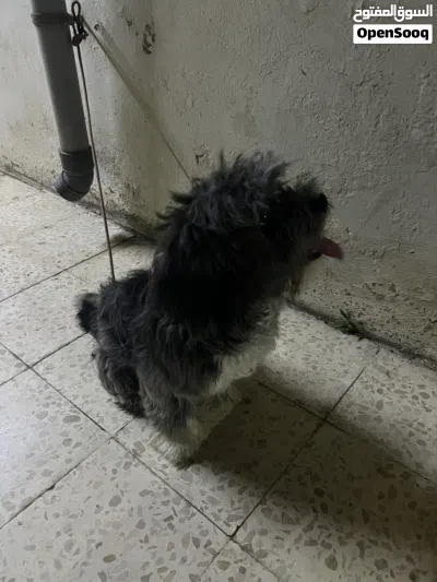 كلب مالتيز ذكر بيور 3