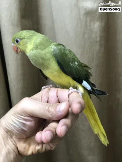 للبيع بيبي متوه هولندي أبرق زيتوني كلير تيل 3