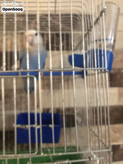حبة روز لون ازرق 2