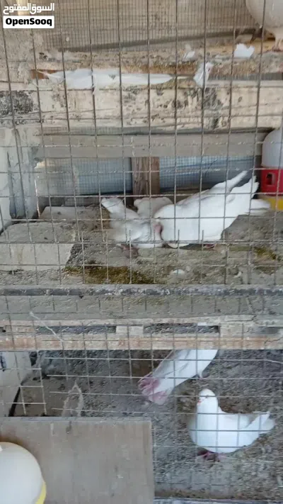 بسم الله ماشاء الله/حمام مالطي مع فراخ 2