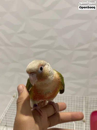 ببغاء كنيور باين آبل و قفص كامل و اكل الببغاء 2