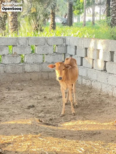 يوجد لدينا عجل و عجلتين عمانيات 2