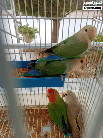 كوبيه رود اخضر بي فروخ 2