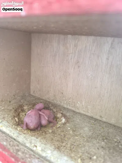 نثية من ام بلاك مع 2 افراخ 2