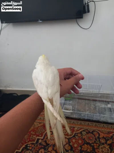 كوكتيل مفطوم مروض فل 4