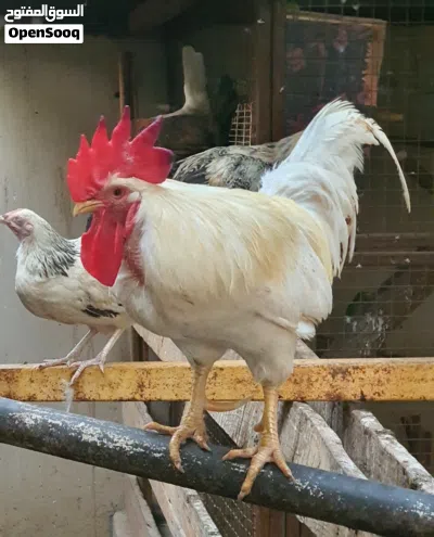 ديك فرنسي للبيع 2