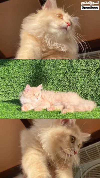 قط شيرازي جميل 4