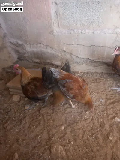 ديوك عربي عمر شهرين 2