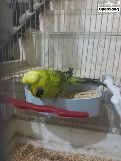 متاح جوزين جوز حب انجليزي وجوز روز لاتينو اصفر وجه احمر بسعر مناسب وقابل للتفاوض 4