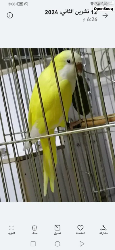 جوز كويكر الببنو ولاتينو 3