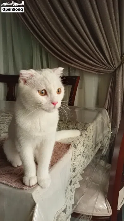 سكوتش فولد العمر بدايه الشهر الرابع معه دفتر مطاعيمه للبيع مع كامل اغراضه 4
