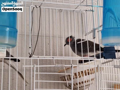 نوع طيور زوج السعر 130 2