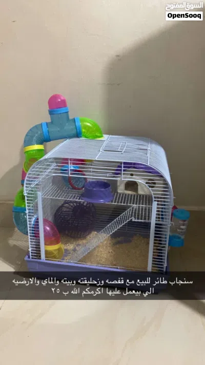 سنجاب مع كل اغراضو للبيع 2