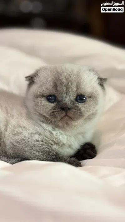 سكوتش فولد هيمالايا (بلو بوينت) 2