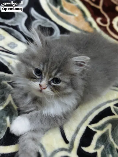cat for adoption pair 1200aed only female and male kitten 8weeks kittens 3