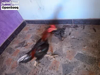 ديك كبير ودجاجته هراتي هندي اصلي 3