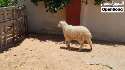 خروف وطني ربي يبارك عمره ف7شهور سليم من العيوب مسلان مشالله متع تربيه او موس لبيدبح 3