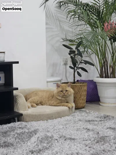 Pet Sofa Bed - 58 cm 2